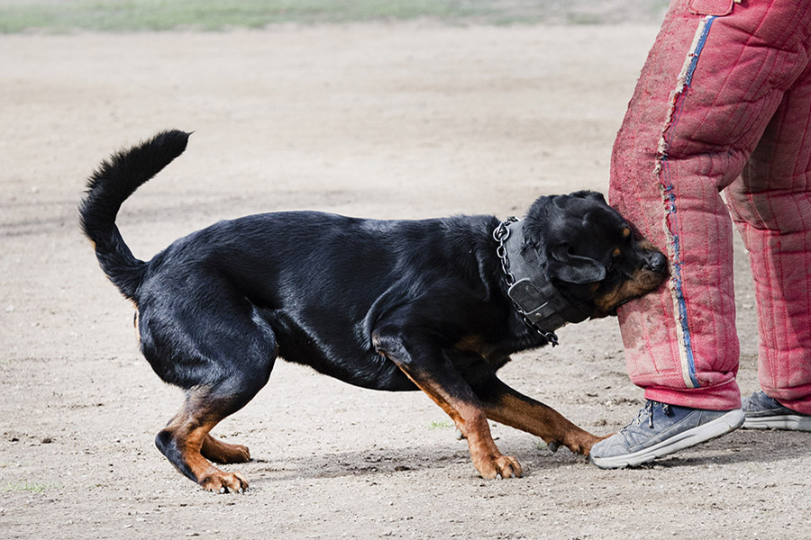 dog bite claim, young Rottweiler biting a leg