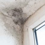 mould housing disrepair, black mould and fungus on wall near window, it spoils look of house and is very harmful parasite for human health. The problem of ventilation, dampness.