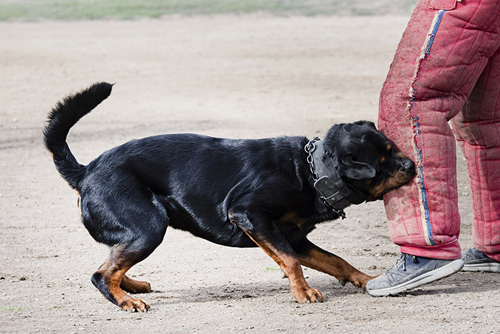 dog bite claim, young Rottweiler biting a leg, personal injury claim