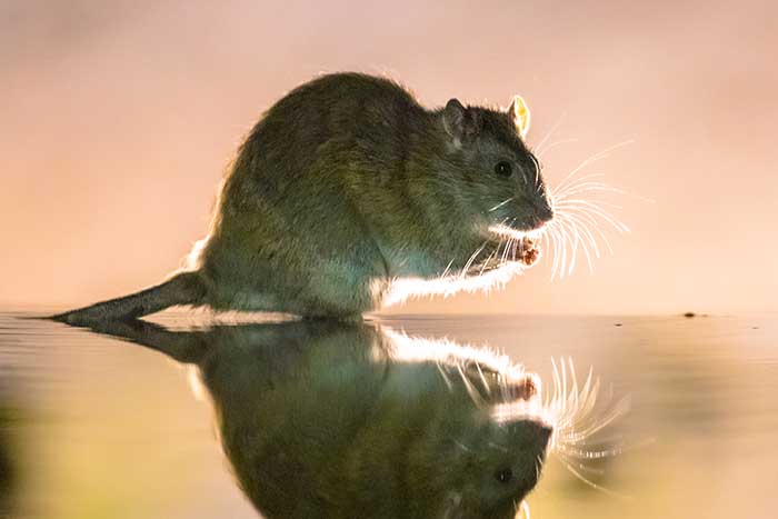 pest infestation, brown rat (Rattus norvegicus) walking at night