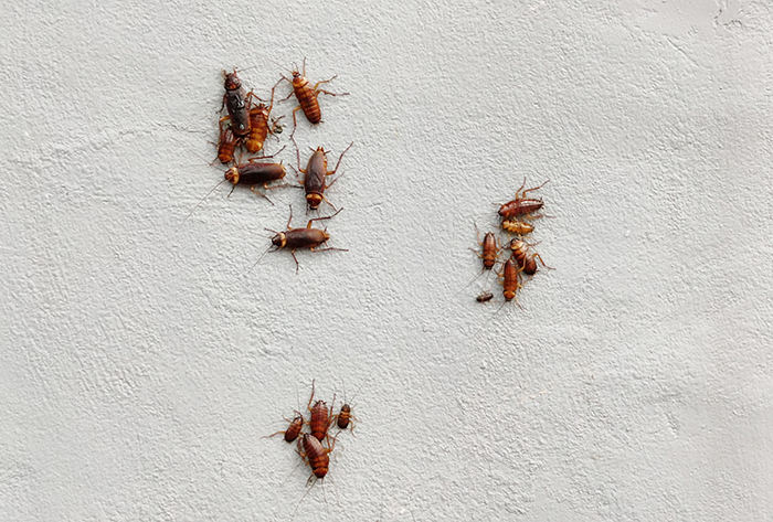 pest infestation disrepair, group of cockroaches on plaster wall